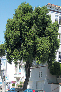 Quillaja saponaria tree. Photo not from the Arboretum