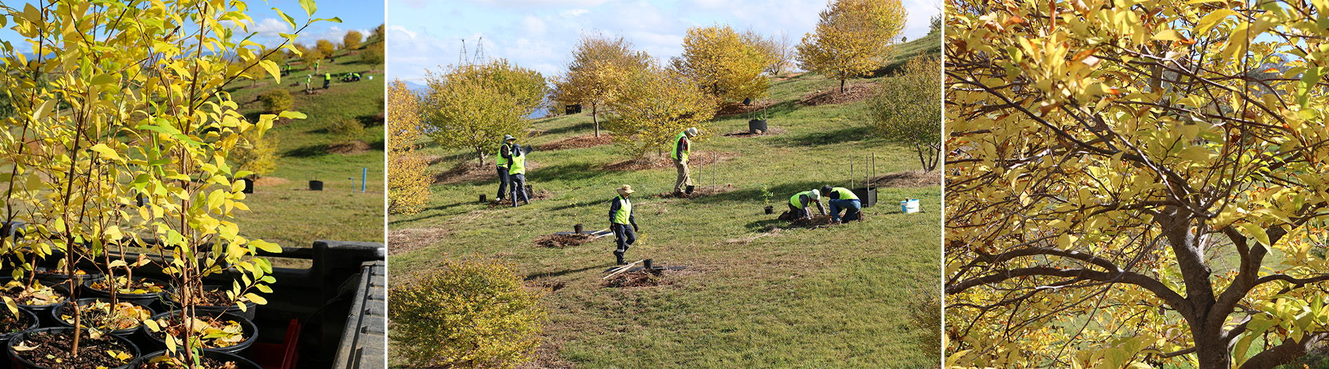 A collection of images showing the planting of young seedlings amongst an established forest