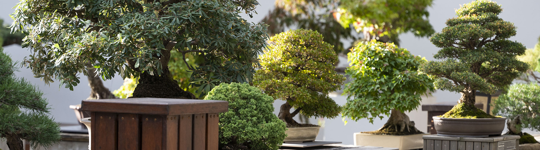 National Bonsai and Penjing Collection of Australia - National Arboretum