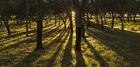 Photo of MedRes Cork oaks sunset by Taff. Canuse