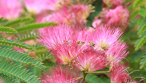 Flowers of Albizia julibrissin in Forest 6 2015