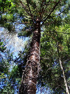 Hoop pine tree. Photo not from the Arboretum. Photo by R. Kightly