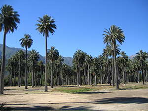 Chilean wine palm forest. Photo not from the Arboretum