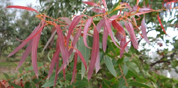 New growth on Camden white gum in Forest 30. Photo by L. Muldoon