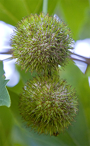 Platanus orientalis fruit. Photo not from the Arboretum