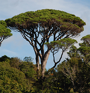 Pinus pinea tree in Wellington Botanic Gardens, New Zealand.