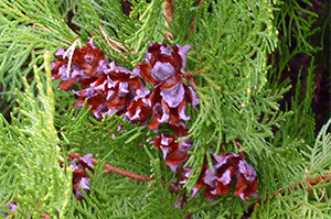 Platycladus orientalis seed cones and leaves. Photo not from the Arboretum