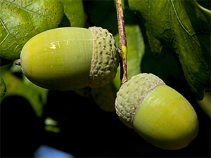Acorns of Quercus robur. Photo not from the Arboretum