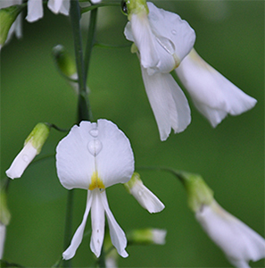 Cladrastis kentukea flowers. Flowers not from the Arboretum