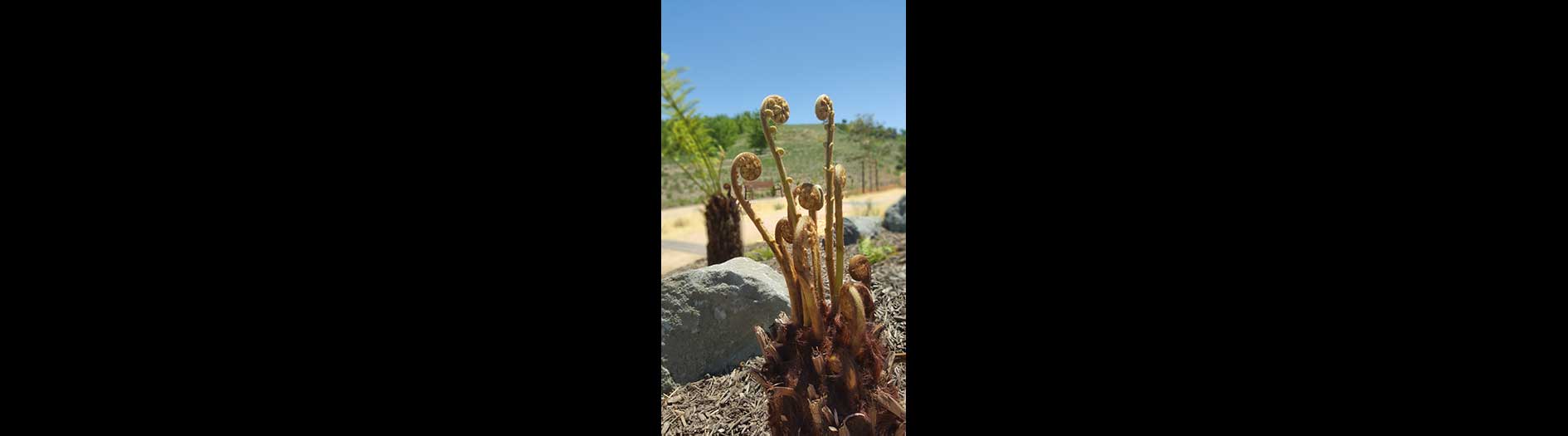 close up image of fern fronds beginning to open