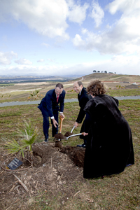 Planting the Washington filifera (Californian fan palm).