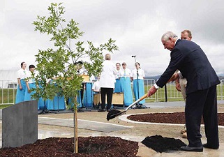 Charles planting a pin oak tree