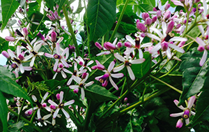 Flowers of Melia azedarach 'Caroline' in Forest 5