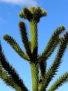 Monkey puzzle tree in Forest 12. Photo by L Muldoon