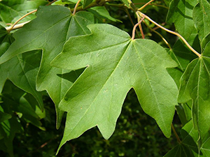 Leaves of Acer campestre. Photo not from the Arboretum.