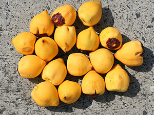 Fruits of Chilean wine palm. Photo not from the Arboretum
