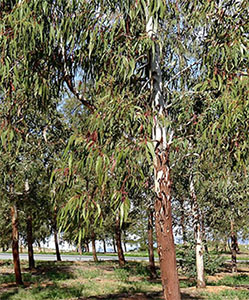Camden white gum trees in Forest 30. Photo by L Muldoon