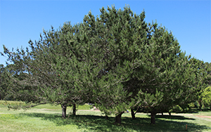 Pinus radiata var binta Cedros. Photo not from the Arboretum, by L