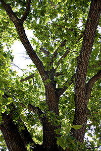 Platanus orientalis tree. Photo not from the Arboretum