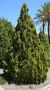 Platycladus orientalis tree. Photo not from the Arboretum
