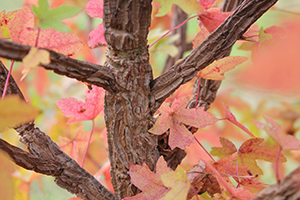 Liquidambar leaves and trunk in Forest 72. Photo by A. Burgess