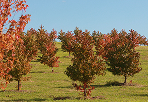 Acer buergerianum var. buergerianum trees in Forest 73 in autumn. Photo by A Burgess