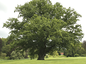 Quercus robur tree. Photo not from the Arboretum.