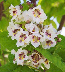 Catalpa flowers on tree near Rex Hotel in Canberra. Photo by L Hawkes