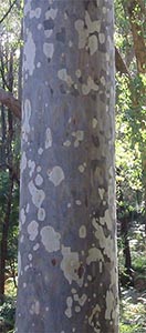 Trunk and bark of Corymbia maculata. Photo not from the Arboretum
