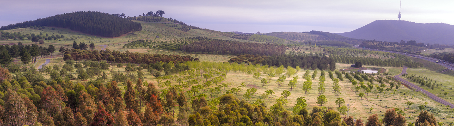 Aerial view of the southern forests